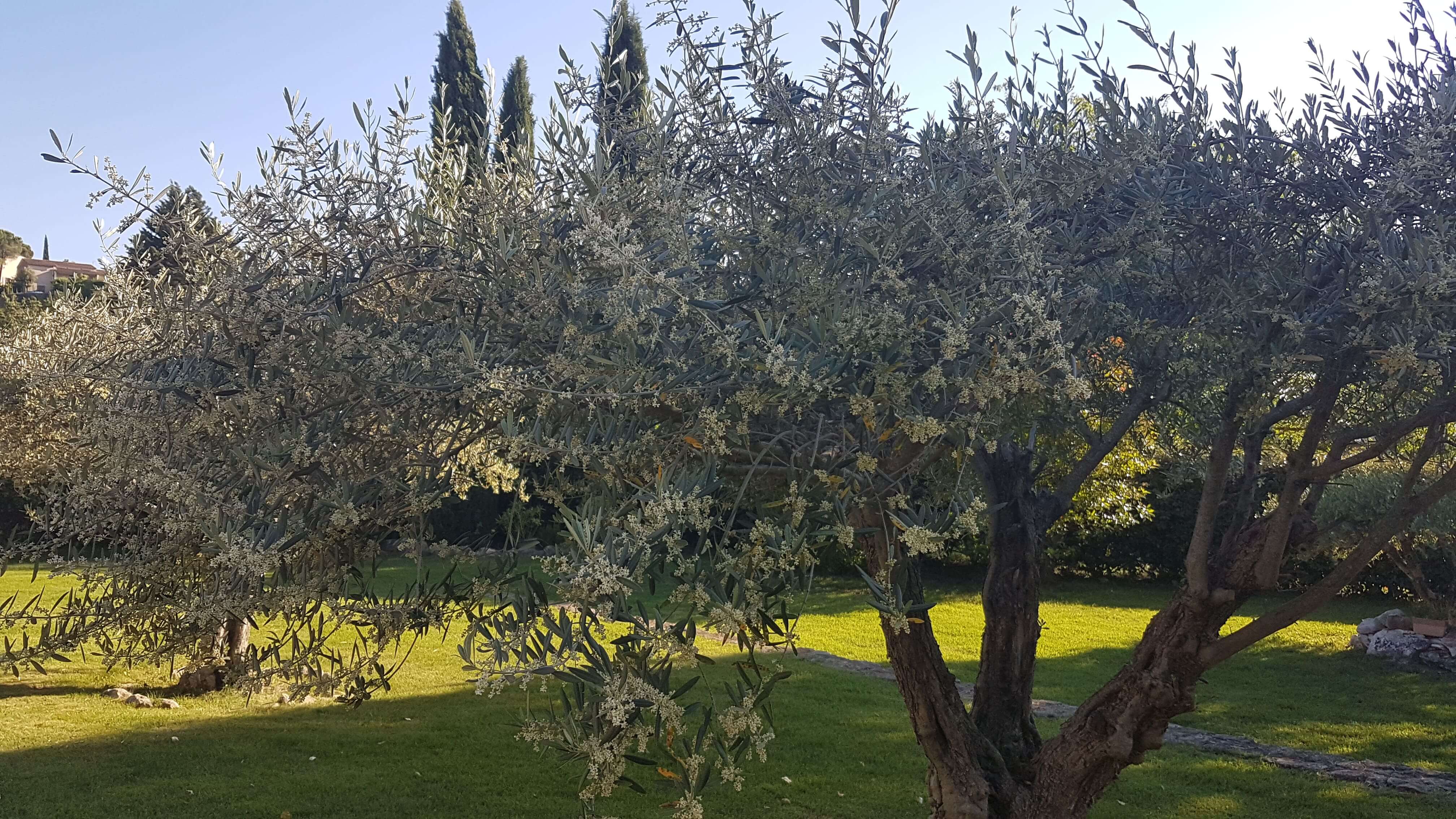 Les oliviers